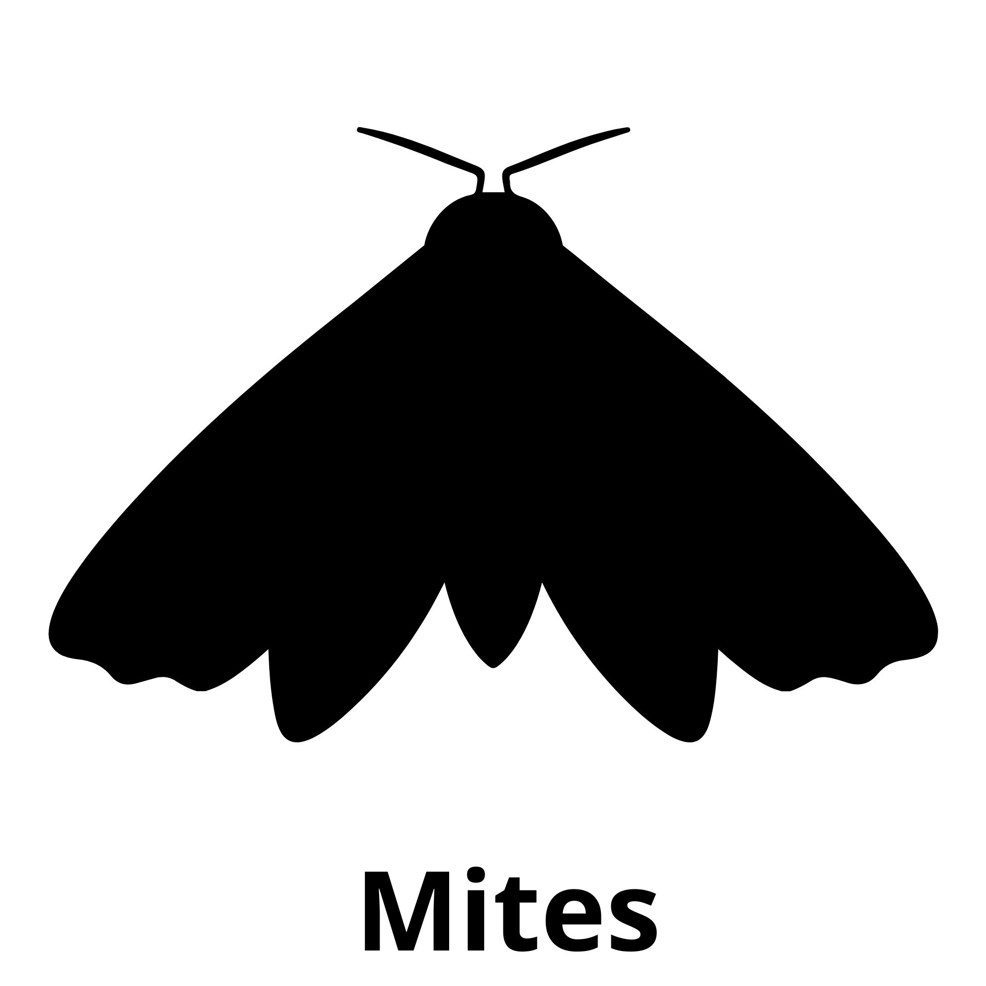 Mites